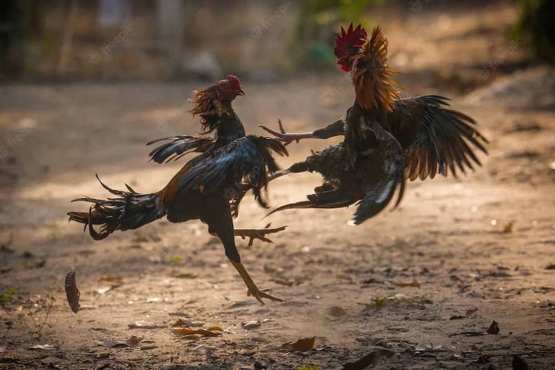 Đá gà trực tiếp Campuchia