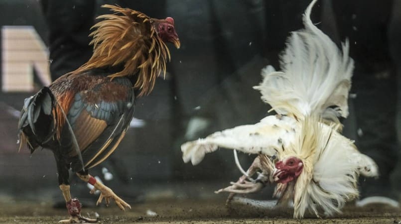 Đá gà bị cám dưới mọi hình thức tại Việt Nam